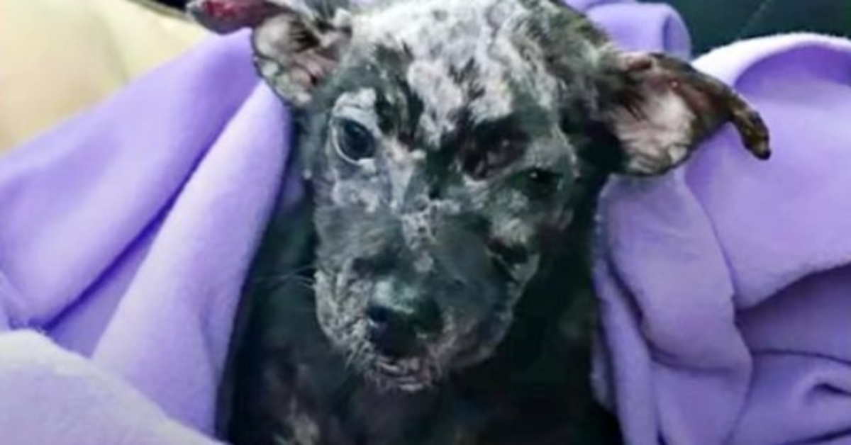 Cachorro no deseado y con ampollas se convierte en un “adorable gremlin” con una sonrisa permanente