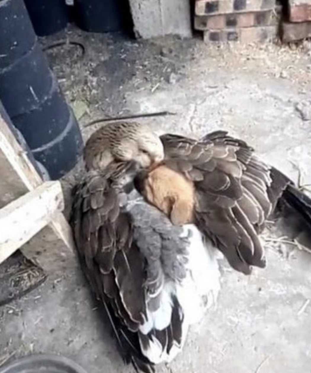 Momento conmovedor de un ganso que mantiene caliente a un cachorro después de que lo abandonaron en la calle