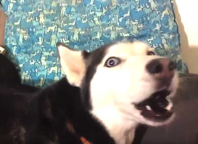 Husky está molesto con mamá y no la mira y luego mamá comienza a cantar su canción favorita