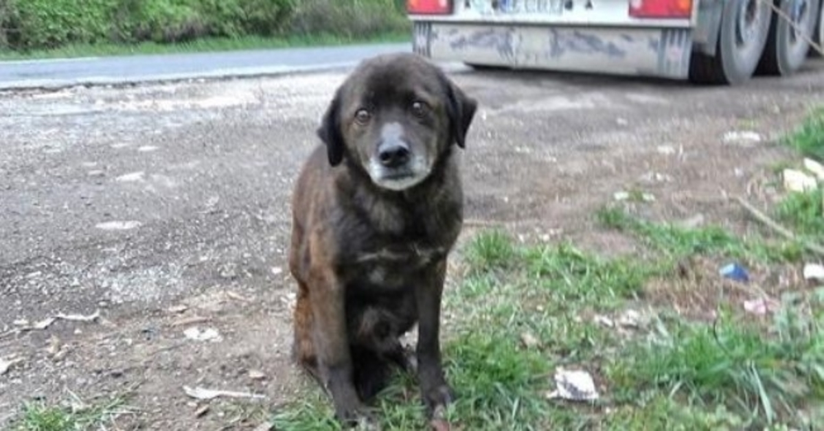 El viejo perro abandonado tuvo un pasado tan duro que ni siquiera sabía cómo comer golosinas