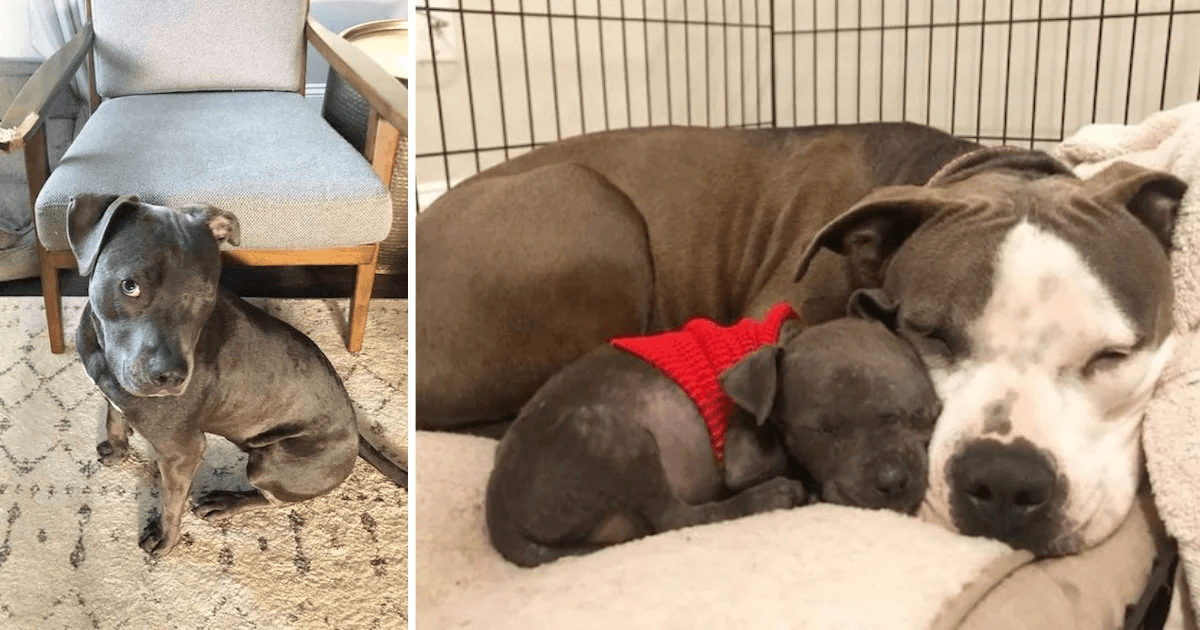 Pitbull con el corazón roto que perdió a sus cachorros encuentra un propósito con un cachorro huérfano