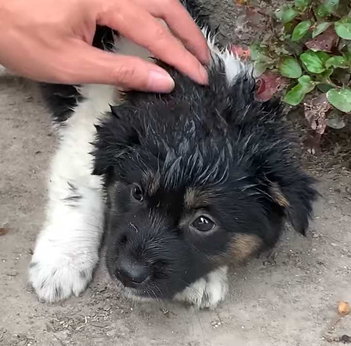 Cachorro callejero inteligente sigue al hombre a casa y luego lo lleva a ayudar a sus amigos callejeros